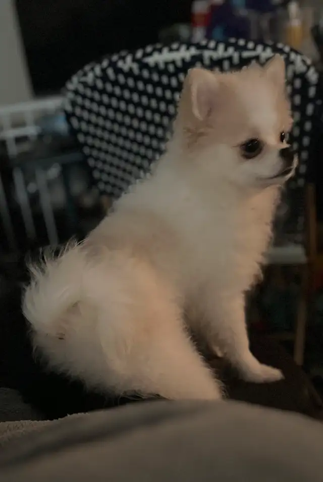 Pitter Patter Pomeranian Smile ; ) in Dogs & Puppies for Rehoming in Markham / York Region - Image 3