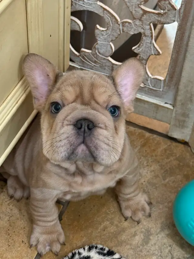 All sold our waiting list for our next wrinkled litter open now in Dogs & Puppies for Rehoming in Strathcona County - Image 3