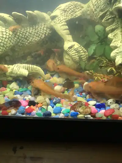 I have about 30 young red Pleco ready to go. Most are 4” long and the males are showing their bristl...