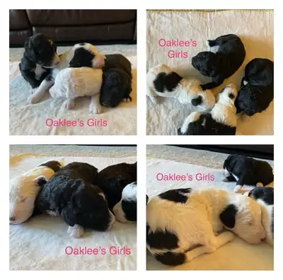 L&D's Double Doodle Acres Oaklee X Charlee have had the most wonderful litter of 2nd generational pu...
