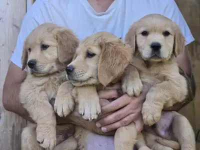 Purebred Golden Retriever Puppies, View more