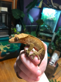 Beautiful Red based Juvenile Crested Gecko