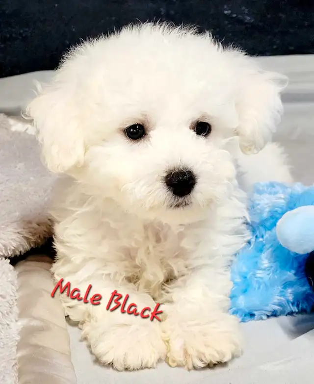 Beautiful Bichon Frise puppies in Dogs & Puppies for Rehoming in Winnipeg - Image 4