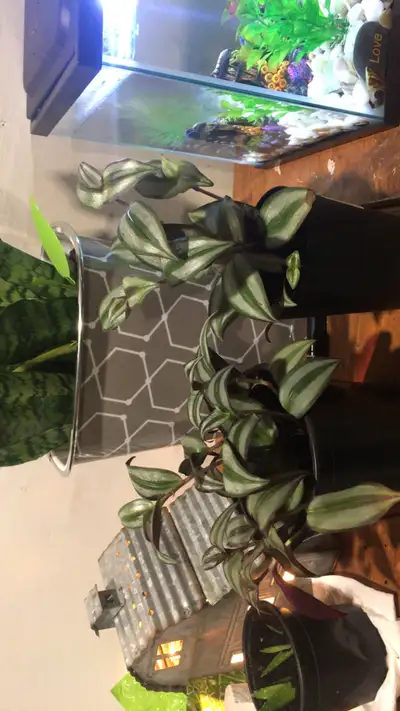 I have a few propagated- re rooted- and re planted plants I am looking to sell. (: Two wandering “du...