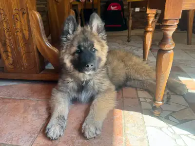 Chiots Berger Nordique, View more