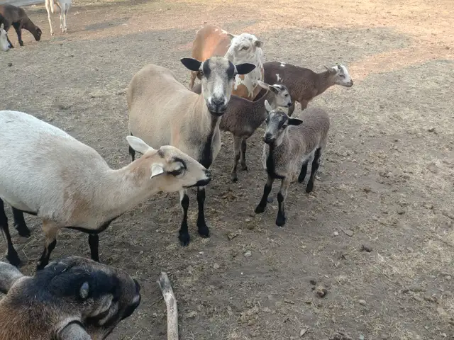 Barbados Blackbelly/Katahdin Lambs in Livestock in Vernon - Image 3