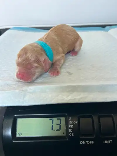 They're Here!! American Cocker Spaniel Pups, View more