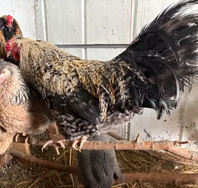 Roosters for sale, View more