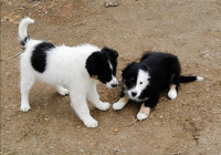 Border Collie x Australian Shepherd Puppies