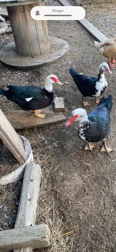 Muscovy ducks, View more