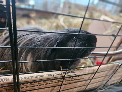 Approx 3yr/old Long Haired Male (submissive) 2 Male 2yr/old Skinny Pigs (brothers - unbonded) Just l...