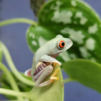 Whites tree frogs and red eye tree frogs check out our list