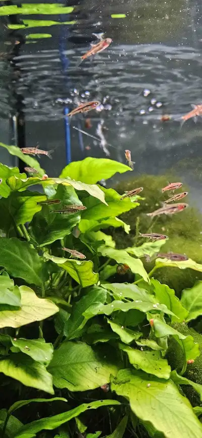 chili rasboras/ boraras brigittae, View more