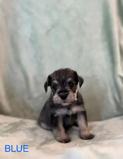 PUREBREAD MINIATURE SCHNAUZER, View more