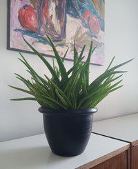 Aloe Vera Houseplant For Sale -- $15