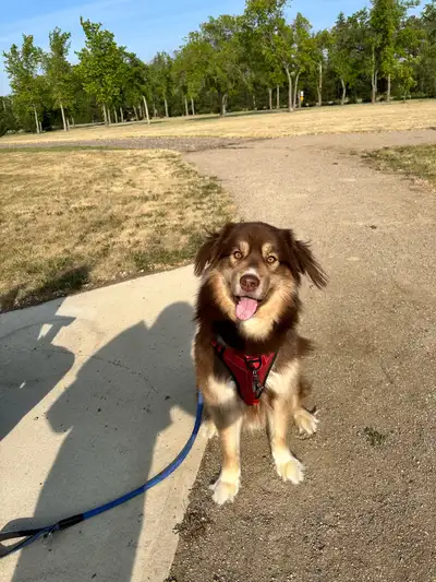 Looking for a place thats pet friendly for rent