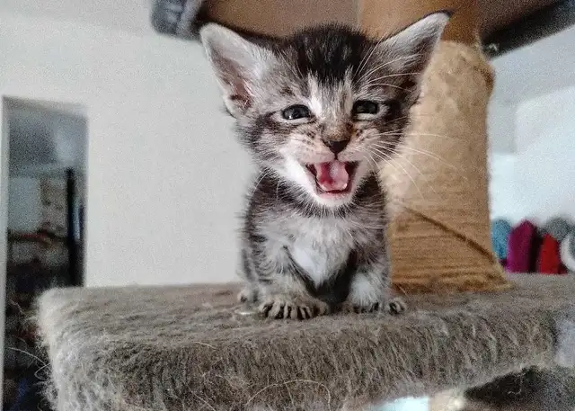Chaton Highland Lynx desert in Cats & Kittens for Rehoming in Sherbrooke - Image 8