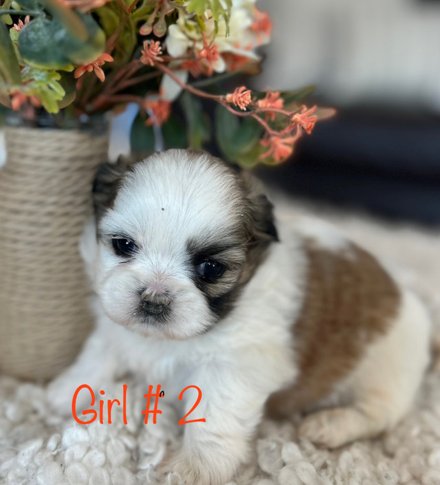 Shih Tzu Puppies in Dogs & Puppies for Rehoming in Richmond - Image 4