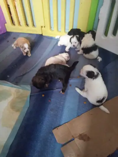 the most perfect puppies in the world, View more
