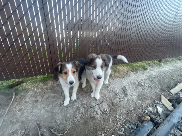 Chiots border-collie mélangé avec Shetland à vendre in Dogs & Puppies for Rehoming in Longueuil / South Shore - Image 11