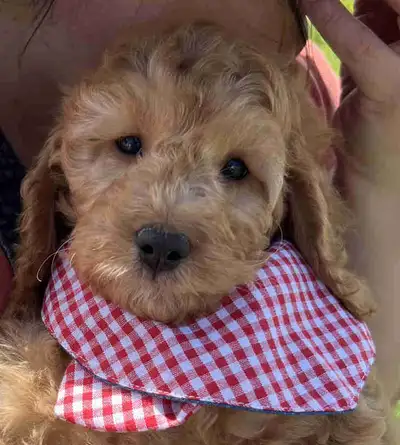 CHRISTIAN DOODLES. REPUTABLE breeder since 2004 Please see our website for available pups Christiand...