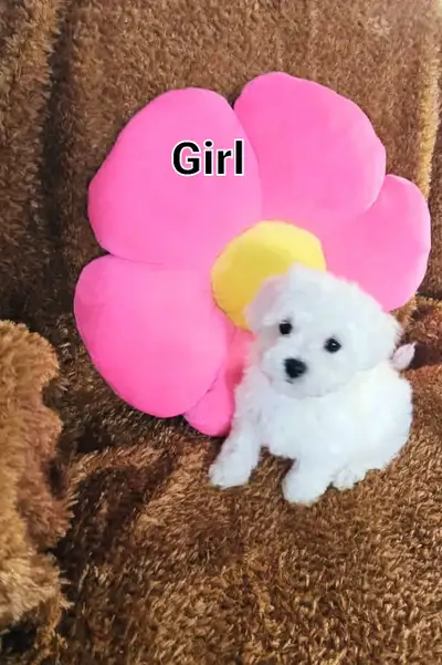Gorgeous Purebred Bichon Frise puppies (Girls), View more