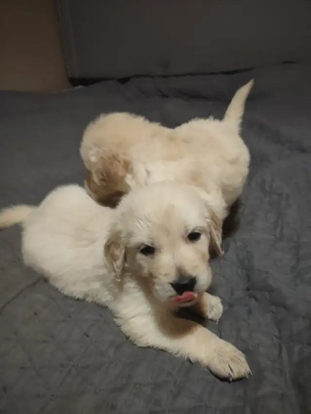EXCELLENT PRICE!.  GOLDEN WAGGLES HAS 2 RETRIEVER  PUPPIES LEFT in Dogs & Puppies for Rehoming in Oakville / Halton Region - Image 3