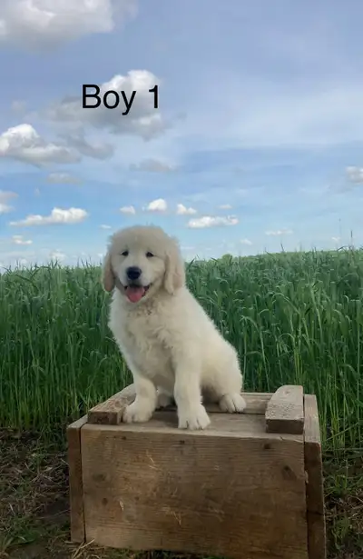 Golden Doodle Puppies , View more