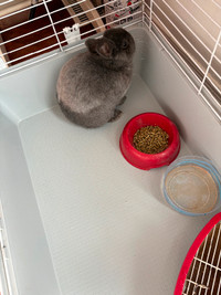 Jolie lapin avec cage à vendre en bonne santé
