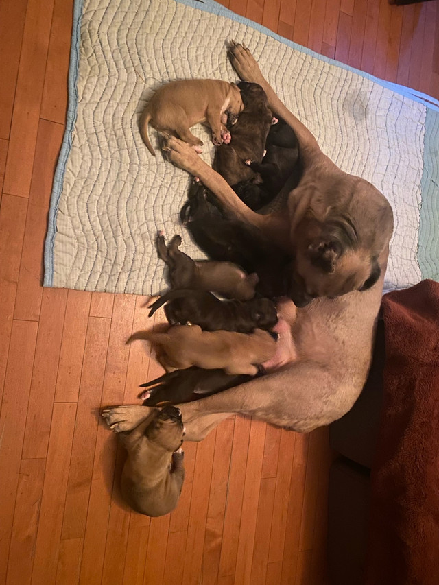 Argentino X Corso Puppies Have Arrived!!!!! in Dogs & Puppies for Rehoming in Barrie - Image 3