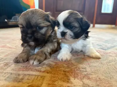 Adorable Shih Tzu puppies, View more