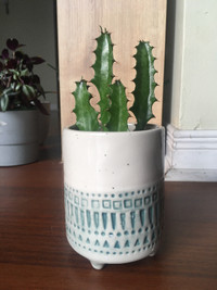 Modern Elegant Stylish Plant Cactus in Zone Maison Pot