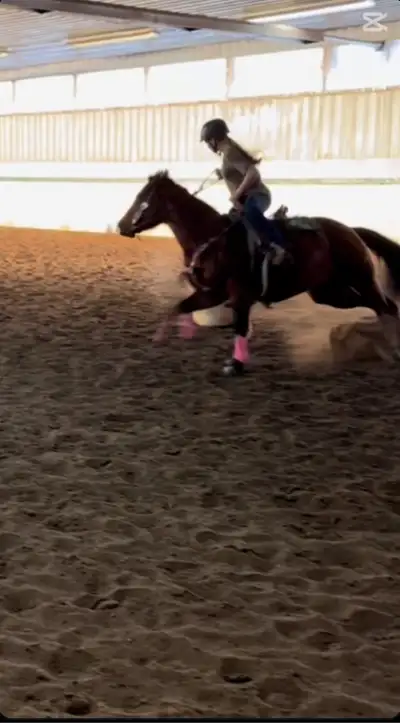 ISO More Experience w/ Horses, View more