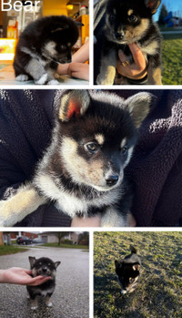 Adorable Pomsky Puppies ❤️ 1 LEFT 