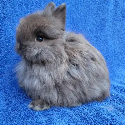 EXTRAORDINARY BABY DWARF BUNNY RABBITS. LOCATED IN MONTREAL. DELIVERY TO CORNWALL, KINGSTON, TORONTO...