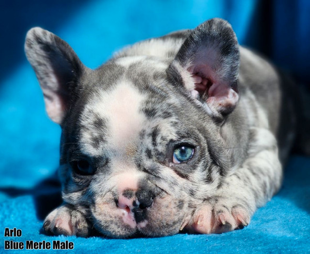 French Bulldog Puppies “CKC Registered” in Dogs & Puppies for Rehoming in Prince George - Image 3