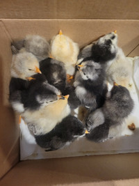 Pure bred & mix Chicks
