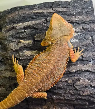 1 yr old female bearded dragon, View more