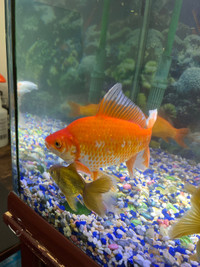 2 Gold fish for sale || Fully grown adults || 