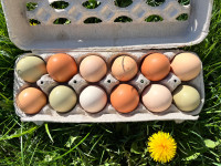Hatching eggs 