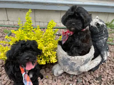 Shorkie Puppies, View more