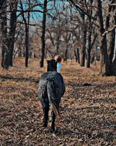 ISO my daughters next step up pony. , View more