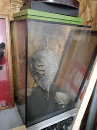 Large taxidermy wasp nest
