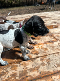 One left male  GSP braque allemand