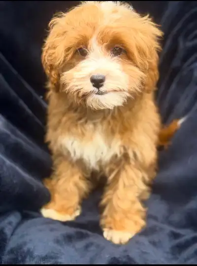 F1B Cavapoo puppies, View more
