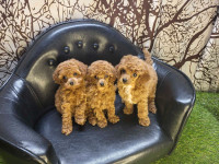 Toy Poodle Puppies - ONLY 1 LEFT