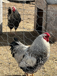 Laced wyandotte rooster