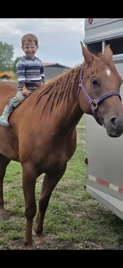 Barrel Horse Rope horse ALL Around performance horse, View more