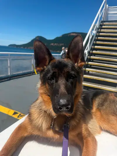 Purebred 1 yr old German Shepherd, View more