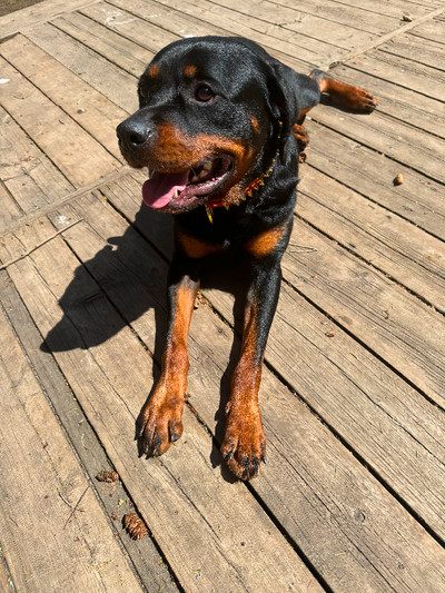 Rottweiler looking for furever home!!